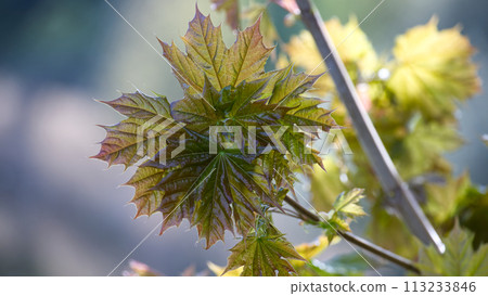 Maple branch during the spring season illuminated by sun Maple branch during the spring season illuminated by sun 113233846