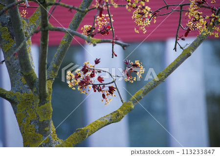 Red maple female tree covered with small yellow blossoms Red maple female tree covered with small yellow blossoms 113233847