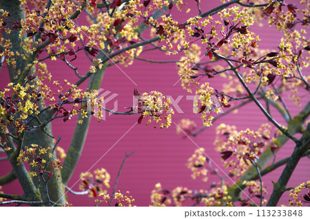 Red maple female tree covered with small yellow blossoms 113233848