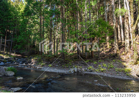 Kifune River and the coniferous forests along the river Kifune River and the coniferous forests along the river 113233950