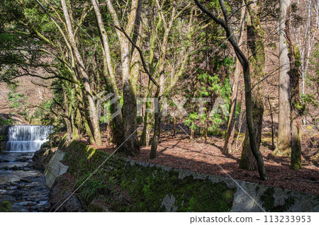 Kibune River and riverside forest Kibune River and riverside forest 113233953