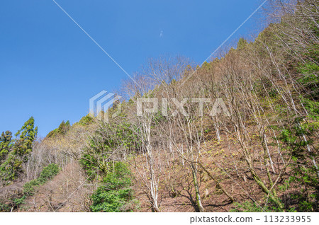 The woods of Kifune, north of Kyoto 113233955