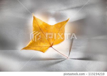 Image photo of fallen leaves Image photo of fallen leaves 113234210
