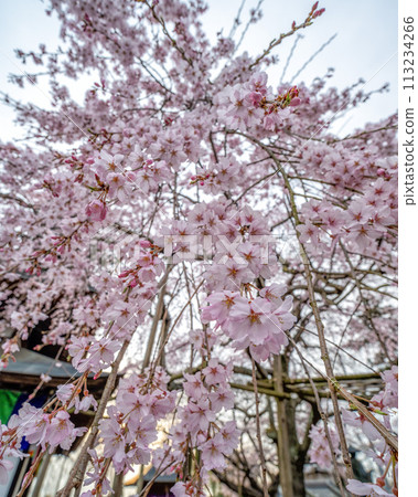 Cherry blossoms bloom at Rokujizoji Temple in Mito City, Ibaraki Prefecture Cherry blossoms bloom at Rokujizoji Temple in Mito City, Ibaraki Prefecture 113234266