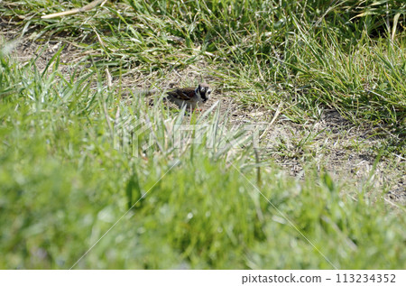 Sparrow Sparrow 113234352