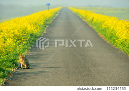 A road with rape blossoms - A cat taking a rest A road with rape blossoms - A cat taking a rest 113234563