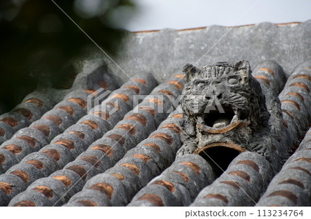 SHISA SHISA 113234764