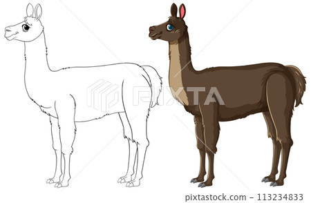 Llama Illustration: From Sketch to Color 113234833