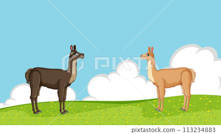 Llamas Grazing on a Sunny Hillside 113234883