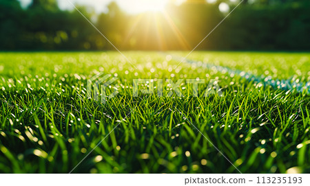 Close-up of lush green grass on a playground 113235193