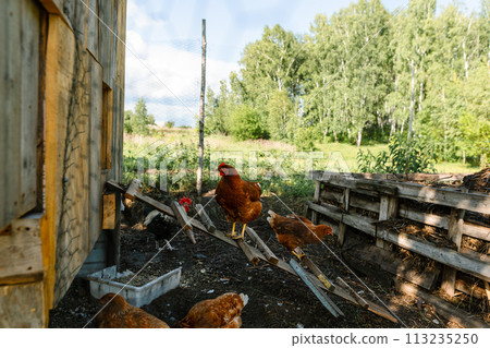 Red hens graze on a free-range organic farm Organic farm life, grazing red hens outside the chicken coop on a summer day 113235250