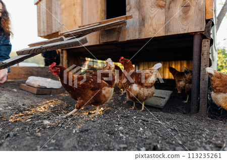 Red hens graze on a free-range organic farm Organic farm life, grazing red hens outside the chicken coop on a summer day Red hens graze on a free-range organic farm Organic farm life, grazing red hens outside the chicken coop on a summer day 113235261
