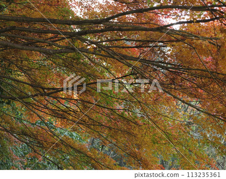 改變葉子的Momiji 改變葉子的Momiji 113235361