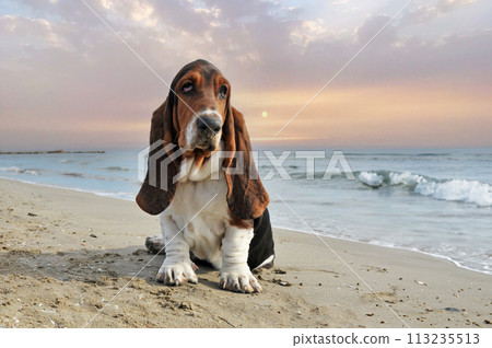 basset hound on the beach basset hound on the beach 113235513