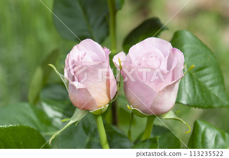 pink rose in garden 113235522