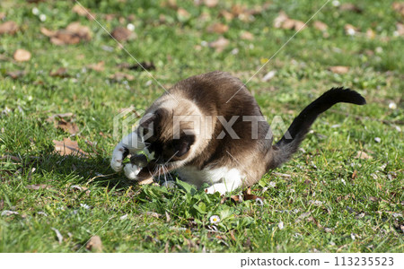 siamese cat with mouse siamese cat with mouse 113235523