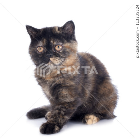 Exotic Shorthair kitten 113235524