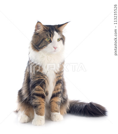 maine coon cat maine coon cat 113235526