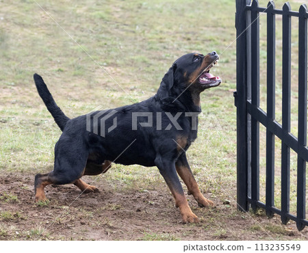 training of rottweiler 113235549