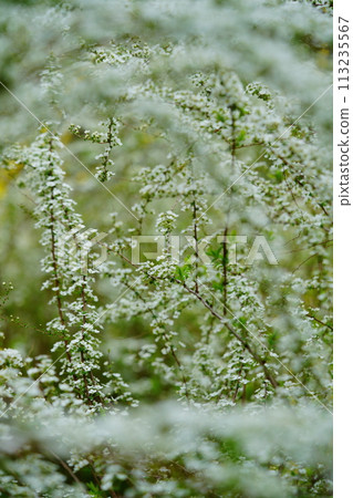 Blooming Spiraea flowers Blooming Spiraea flowers 113235567