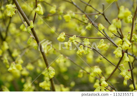 日向山茱萸盛開 113235571