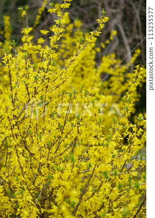 Blooming spring flower, Forsythia 113235577