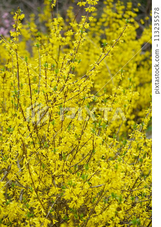 Blooming spring flower, Forsythia Blooming spring flower, Forsythia 113235578