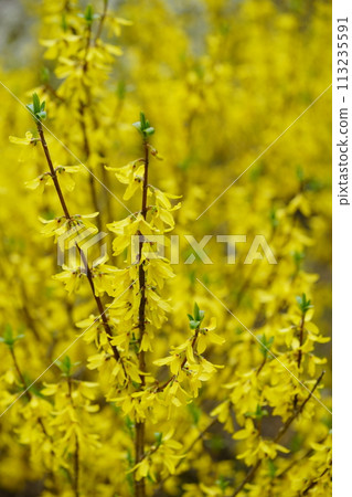 連翹，春天盛開的花朵 113235591