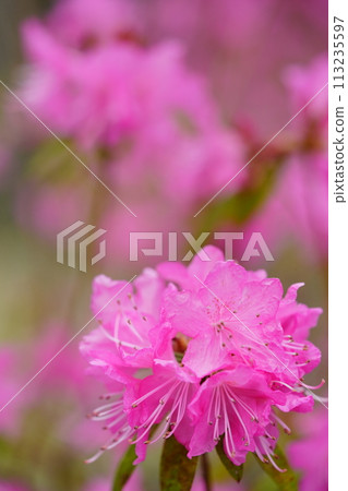 早春花:吉野杜鵑花盛開 早春花:吉野杜鵑花盛開 113235597