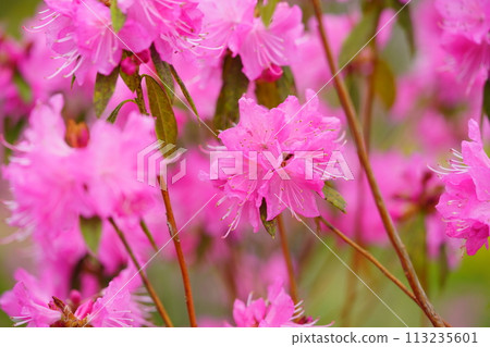 Early spring flowers: Yoshino azaleas in full bloom Early spring flowers: Yoshino azaleas in full bloom 113235601