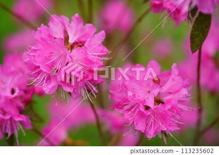 Early spring flowers: Yoshino azaleas in full bloom 113235602