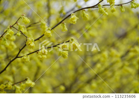 Hyuga dogwood in full bloom 113235606