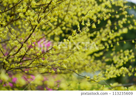 Hyuga dogwood in full bloom Hyuga dogwood in full bloom 113235609