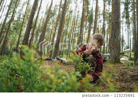 little boy gathering bilberry in forest . Family camping concept little boy gathering bilberry in forest . Family camping concept 113235691