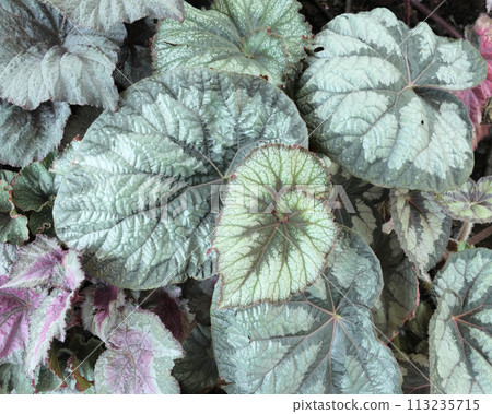 Top view various begonia leaves background Top view various begonia leaves background 113235715