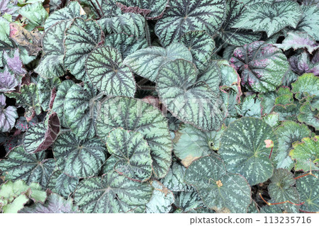 Top view various begonia leaves background Top view various begonia leaves background 113235716