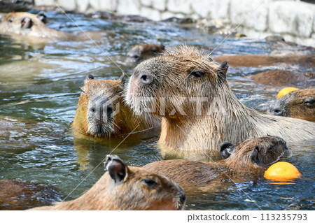 Capybara taking an open-air bath 113235793