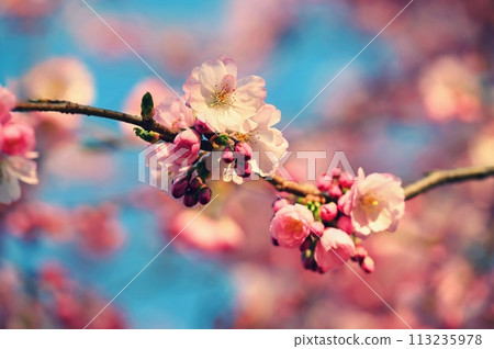 Spring flowers. Beautifully blossoming tree branch. Cherry - Sakura and sun with a natural colored background. 113235978