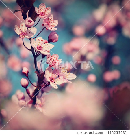 Spring flowers. Beautifully blossoming tree branch. Cherry - Sakura and sun with a natural colored background. Spring flowers. Beautifully blossoming tree branch. Cherry - Sakura and sun with a natural colored background. 113235981