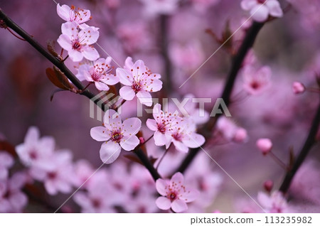 Spring flowers. Beautifully blossoming tree branch. Cherry - Sakura and sun with a natural colored background. Spring flowers. Beautifully blossoming tree branch. Cherry - Sakura and sun with a natural colored background. 113235982