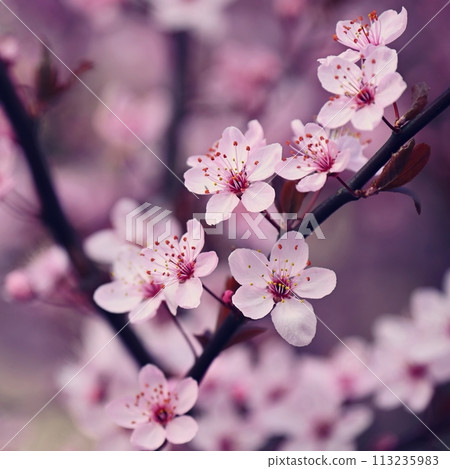 Spring background. Beautiful colorful blooming spring tree. Japanese cherry - Sakura. Nature background. 113235983