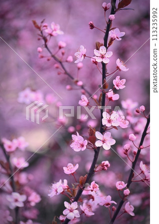Spring background. Beautiful colorful blooming spring tree. Japanese cherry - Sakura. Nature background. 113235992