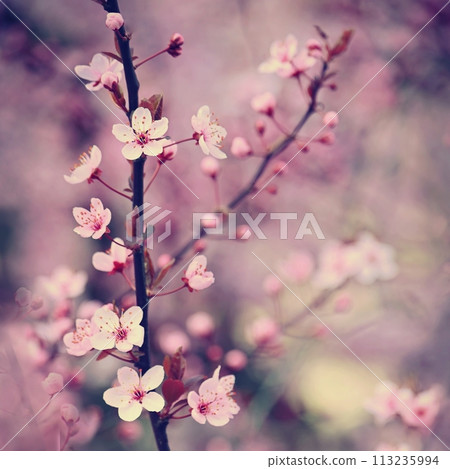 Springtime - Beautiful flowering Japanese cherry - Sakura. Background with flowers on a spring day. 113235994