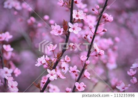 Springtime - Beautiful flowering Japanese cherry - Sakura. Background with flowers on a spring day. 113235996