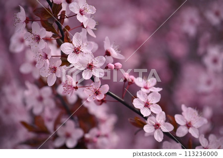 Springtime - Beautiful flowering Japanese cherry - Sakura. Background with flowers on a spring day. 113236000