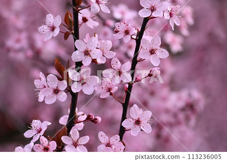 Springtime - Beautiful flowering Japanese cherry - Sakura. Background with flowers on a spring day. 113236005