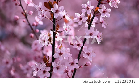 Blossom tree. Nature background. Sunny day. Spring flowers. Beautiful Orchard. Abstract blurred background. Springtime 113236015