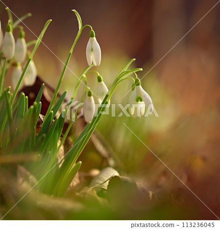 Spring flowers. Beautiful first spring plants - snowdrops. (Galanthus) A beautiful shot of nature in springtime. Spring flowers. Beautiful first spring plants - snowdrops. (Galanthus) A beautiful shot of nature in springtime. 113236045