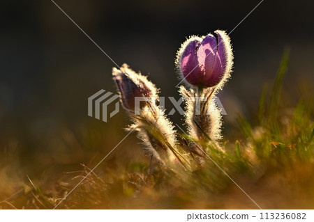 Spring flowers. Beautifully blossoming pasque flower and sun with a natural colored background. (Pulsatilla grandis) Spring flowers. Beautifully blossoming pasque flower and sun with a natural colored background. (Pulsatilla grandis) 113236082