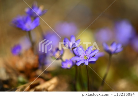Spring flower. Beautiful purple plant in the forest. Colorful natural background. (Hepatica nobilis) 113236084